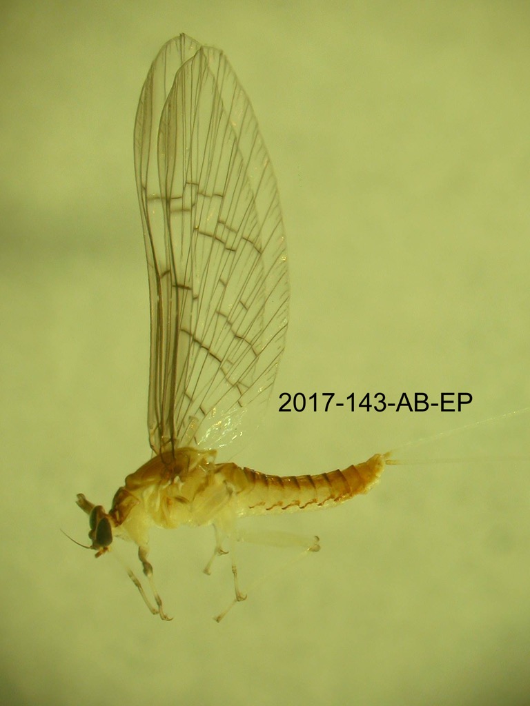 lateral