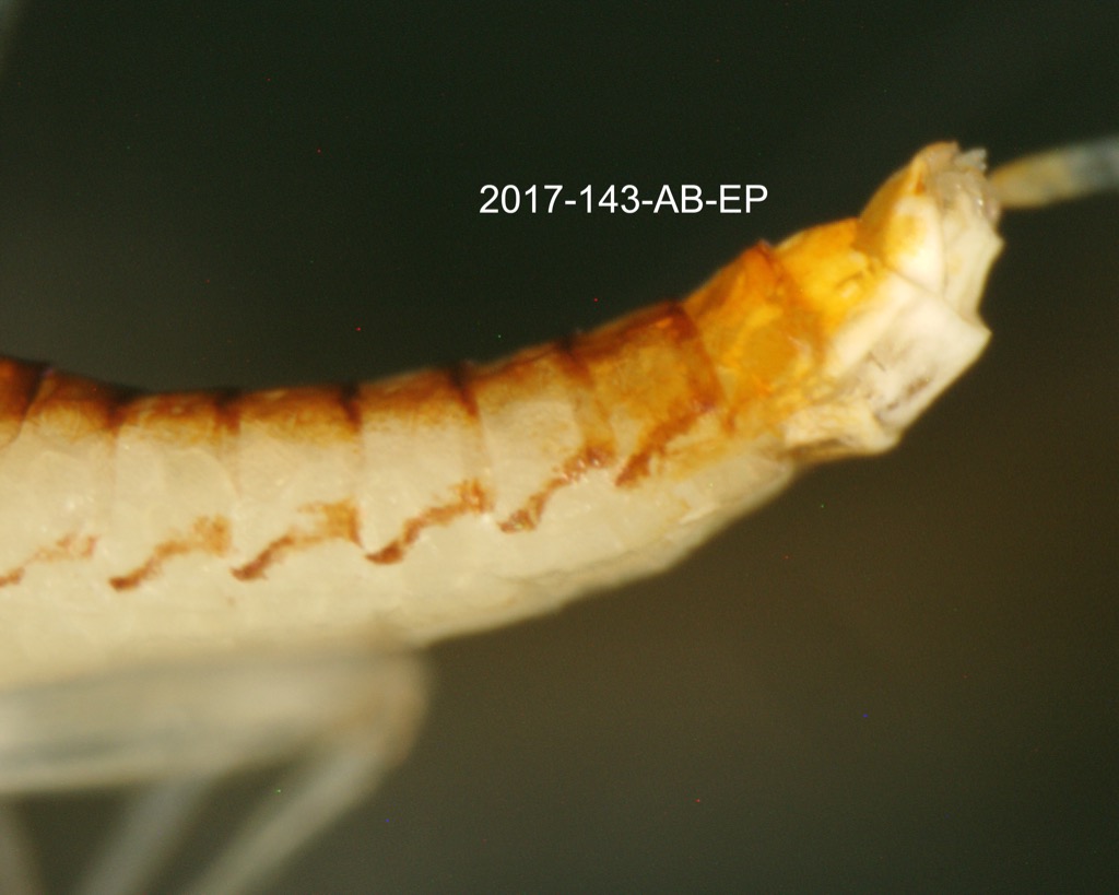 abdomen lateral