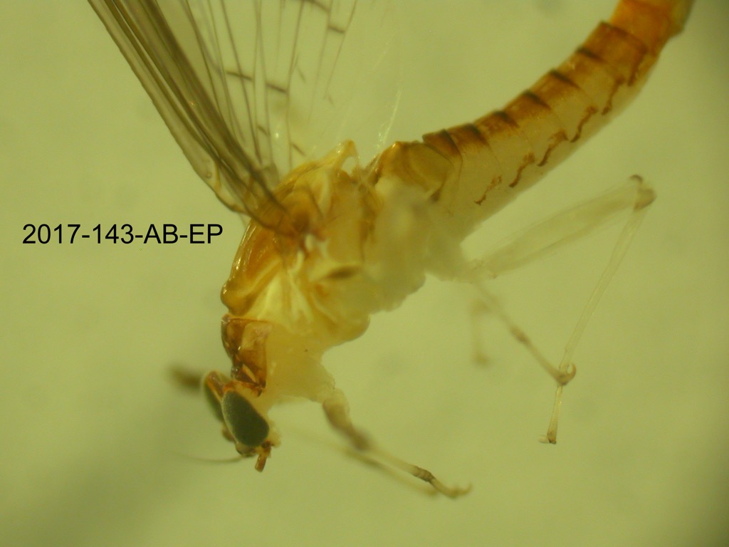 head and thorax lateral