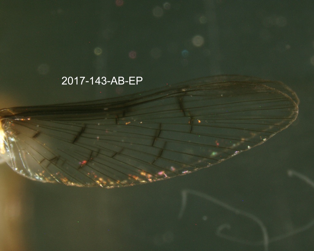wing