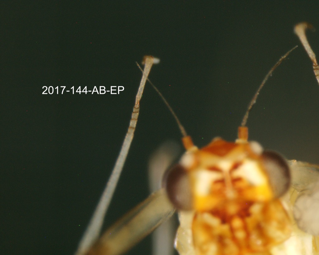 foreleg dorsal