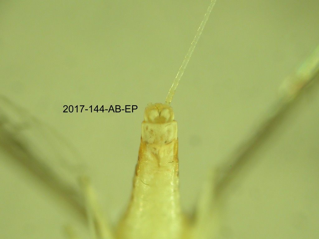 genitalia ventral