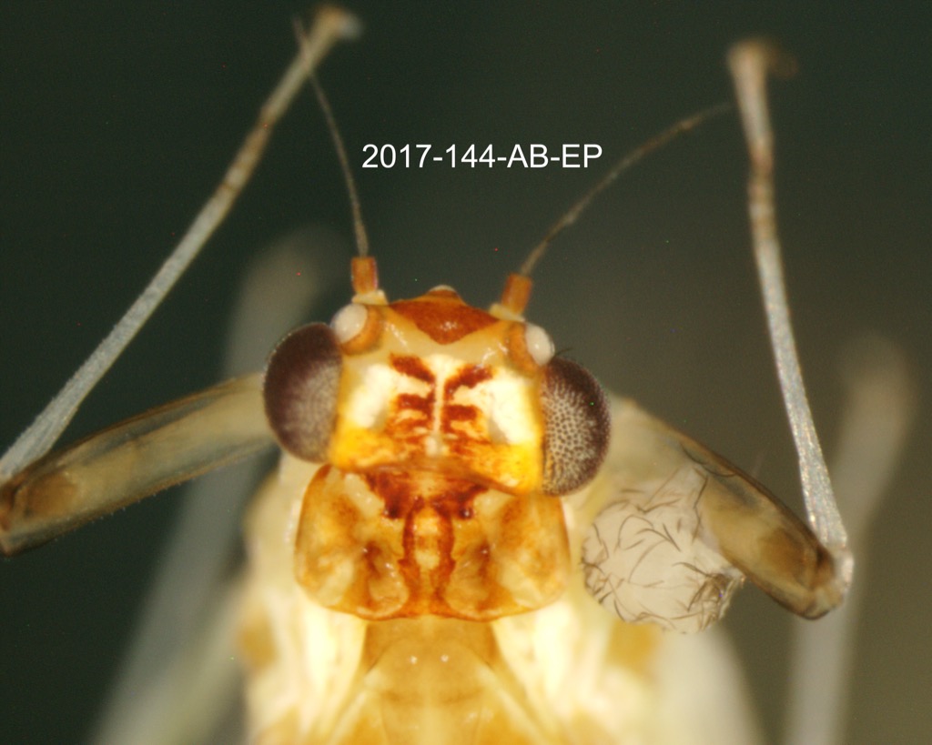 head dorsal