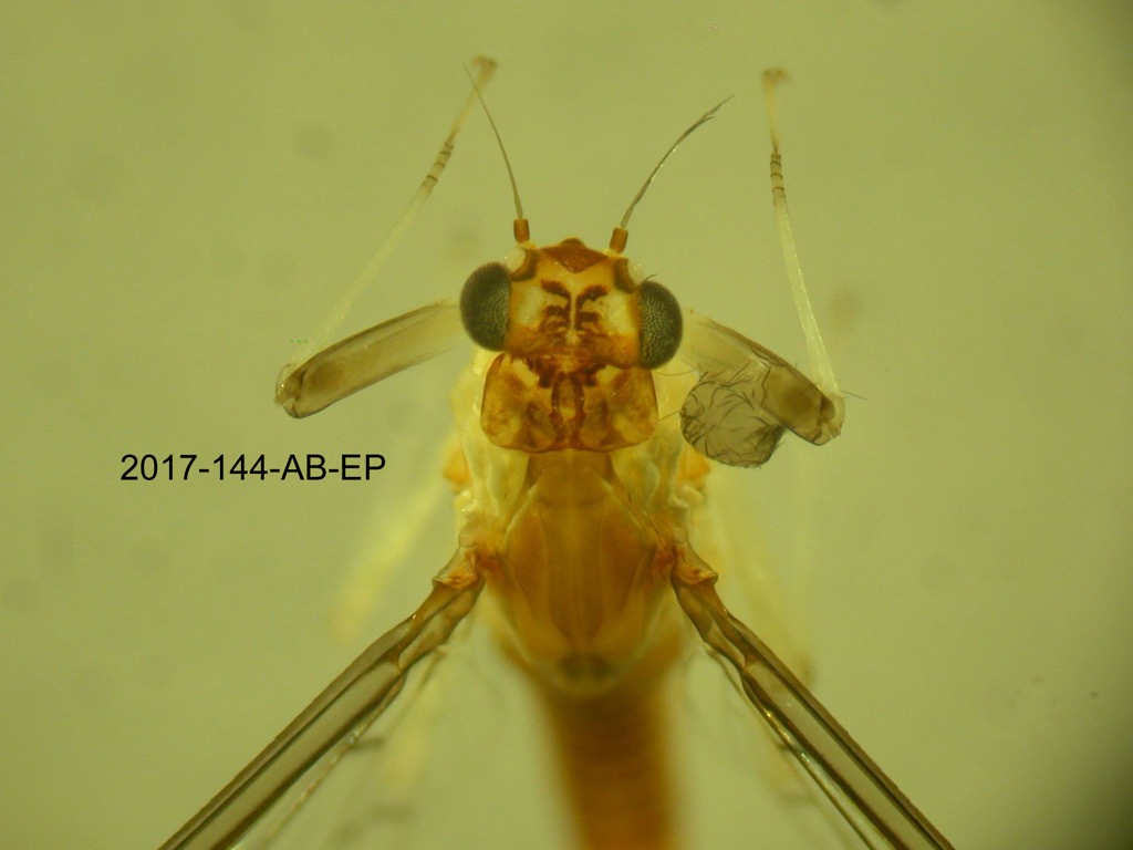 head and thorax dorsal