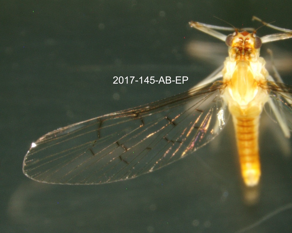 dorsal