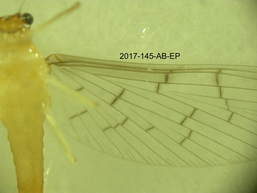 forewing