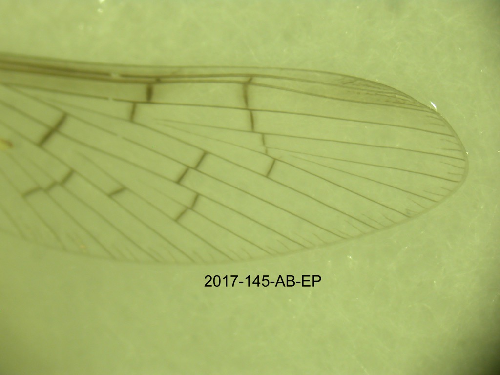 forewing
