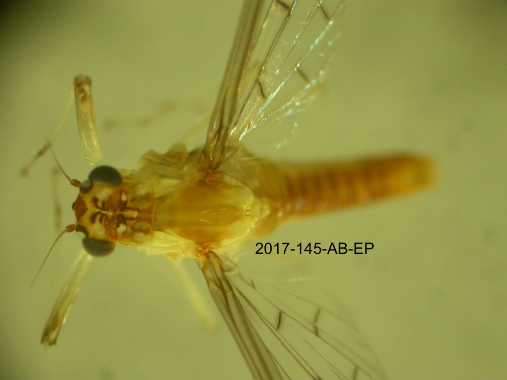 head and thorax dorsal