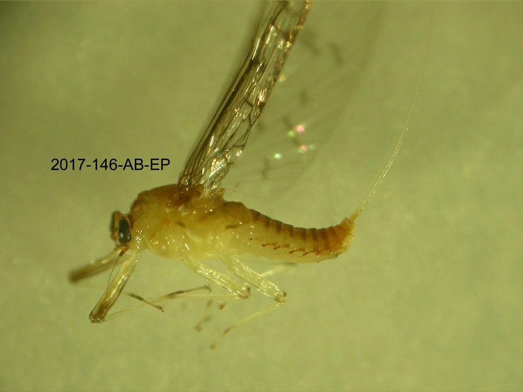 lateral