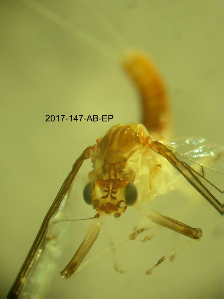 head and thorax dorsal