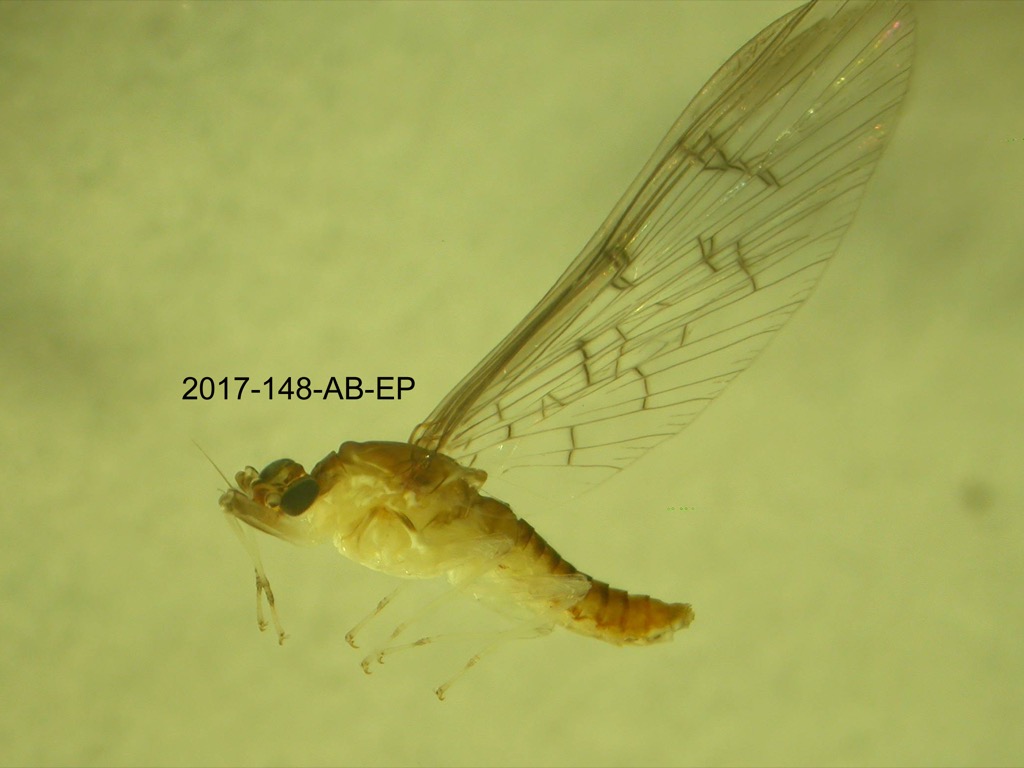 lateral