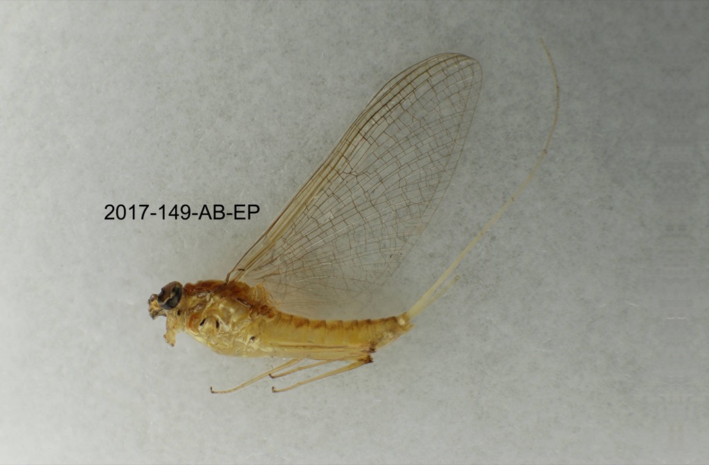 lateral