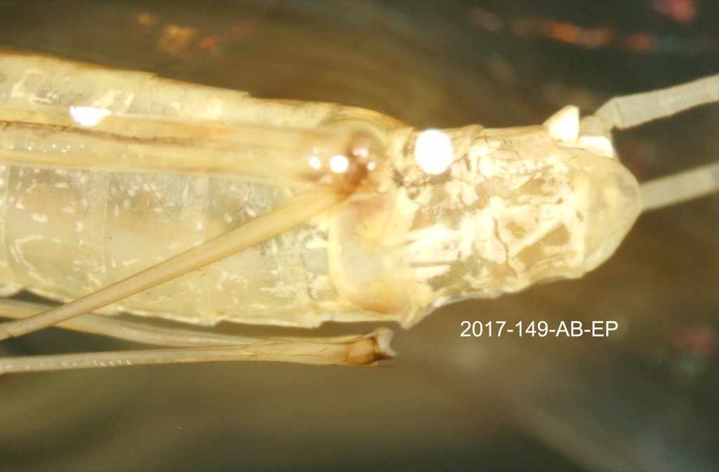 genitalia ventral