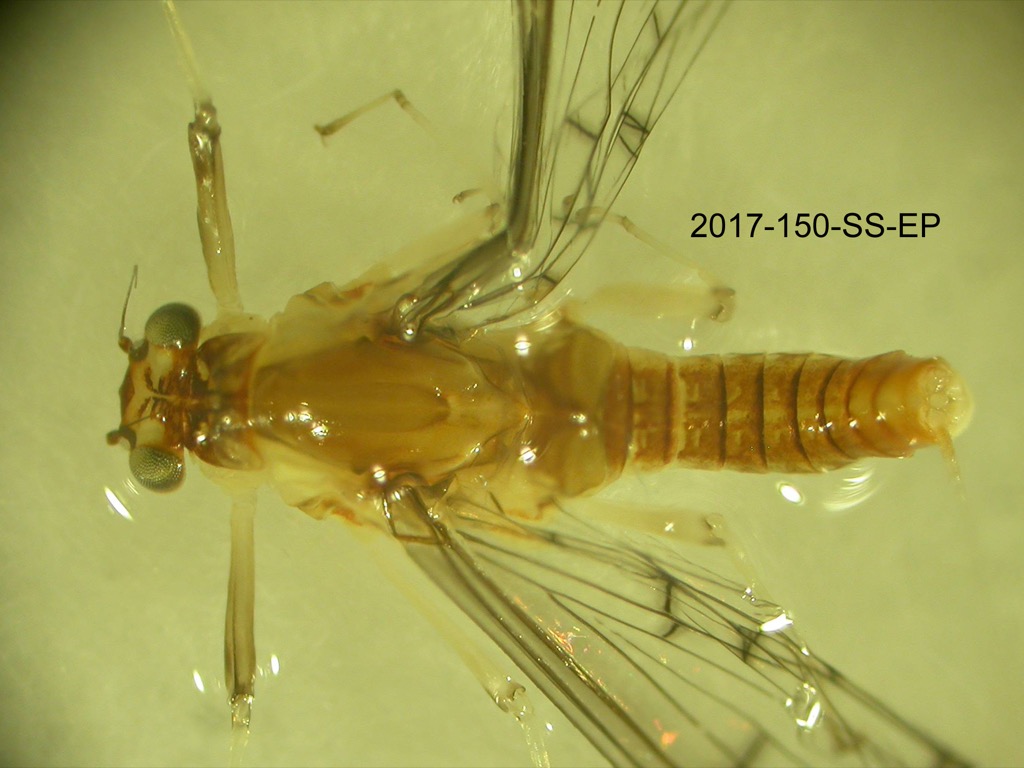 dorsal