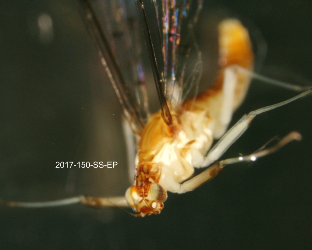 head and thorax lateral