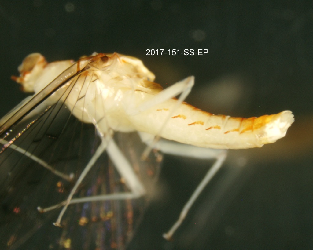 lateral