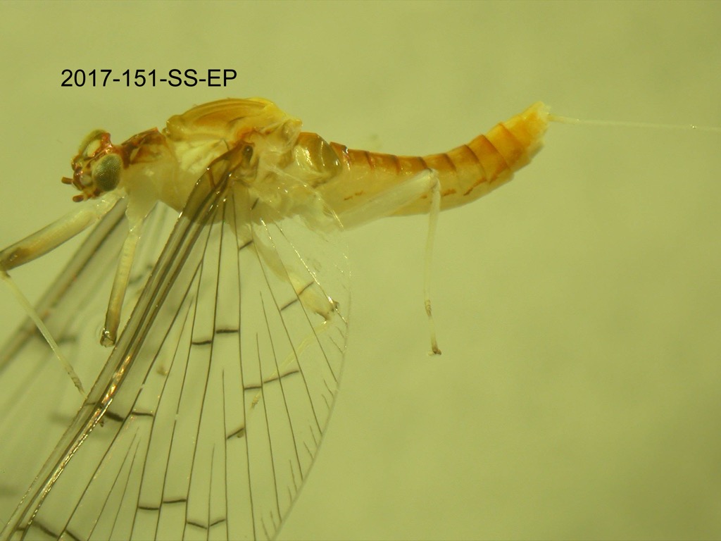 lateral
