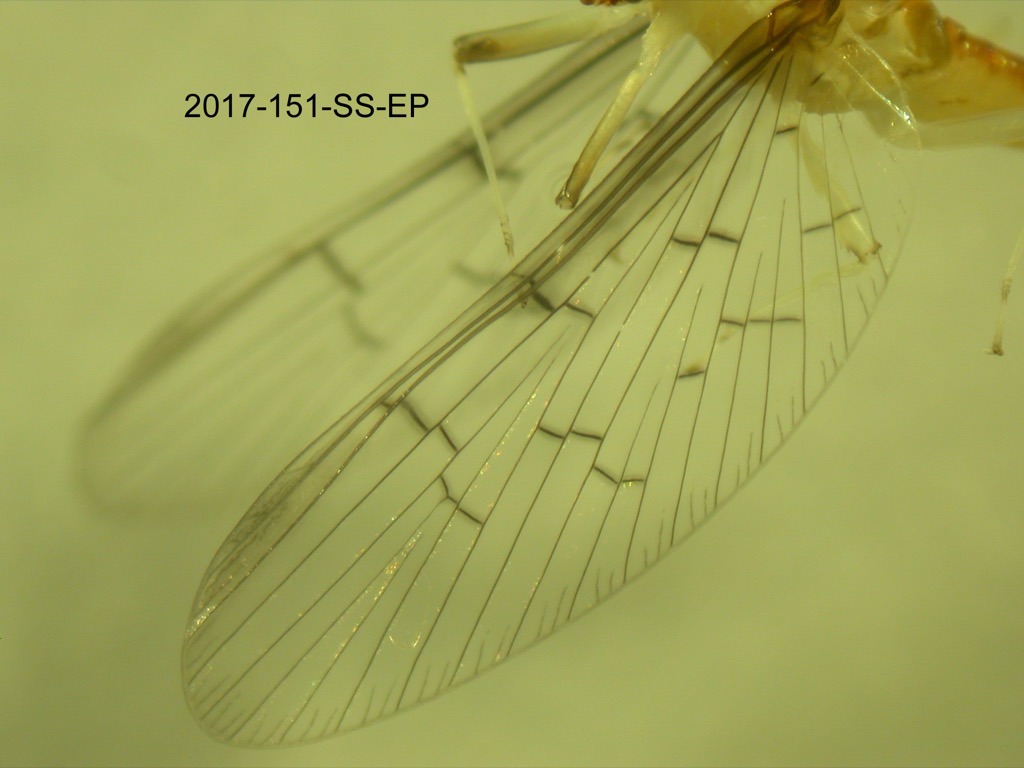 forewing