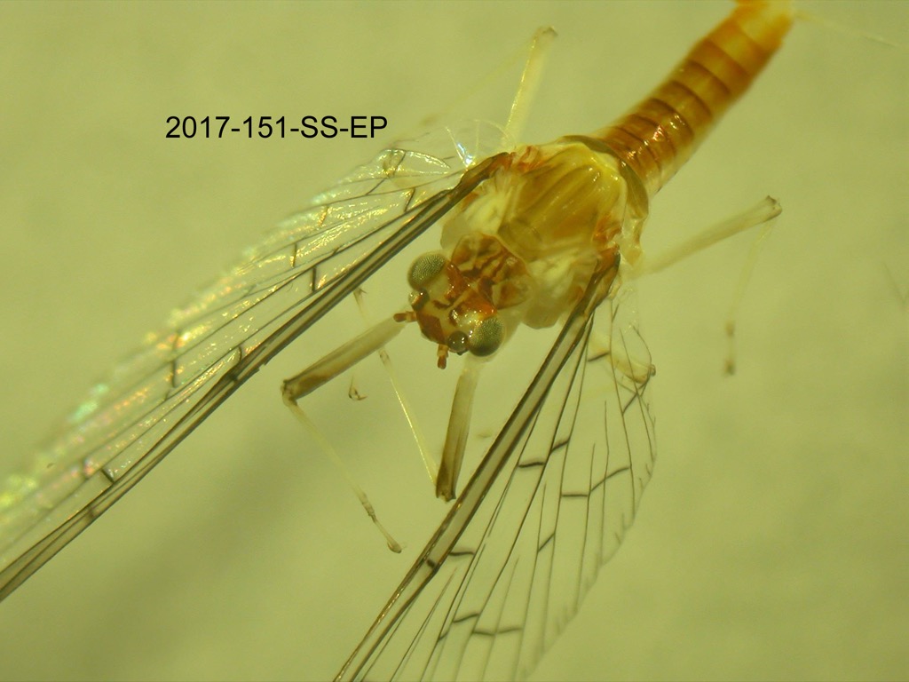 head and thorax dorsal