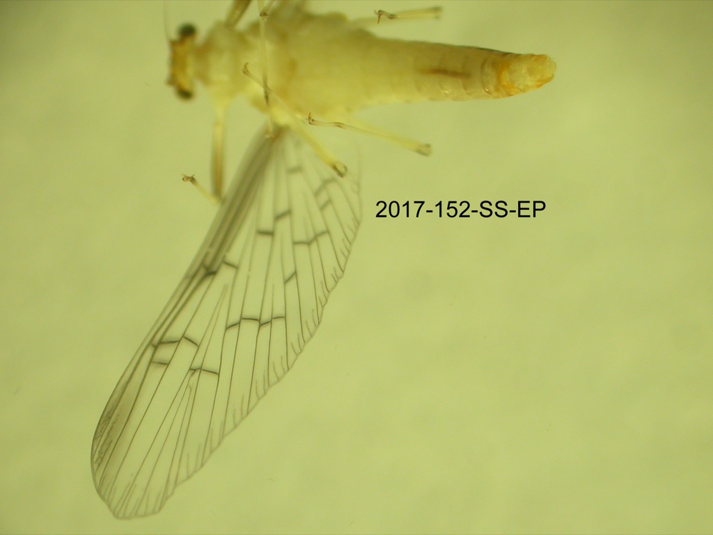 forewing