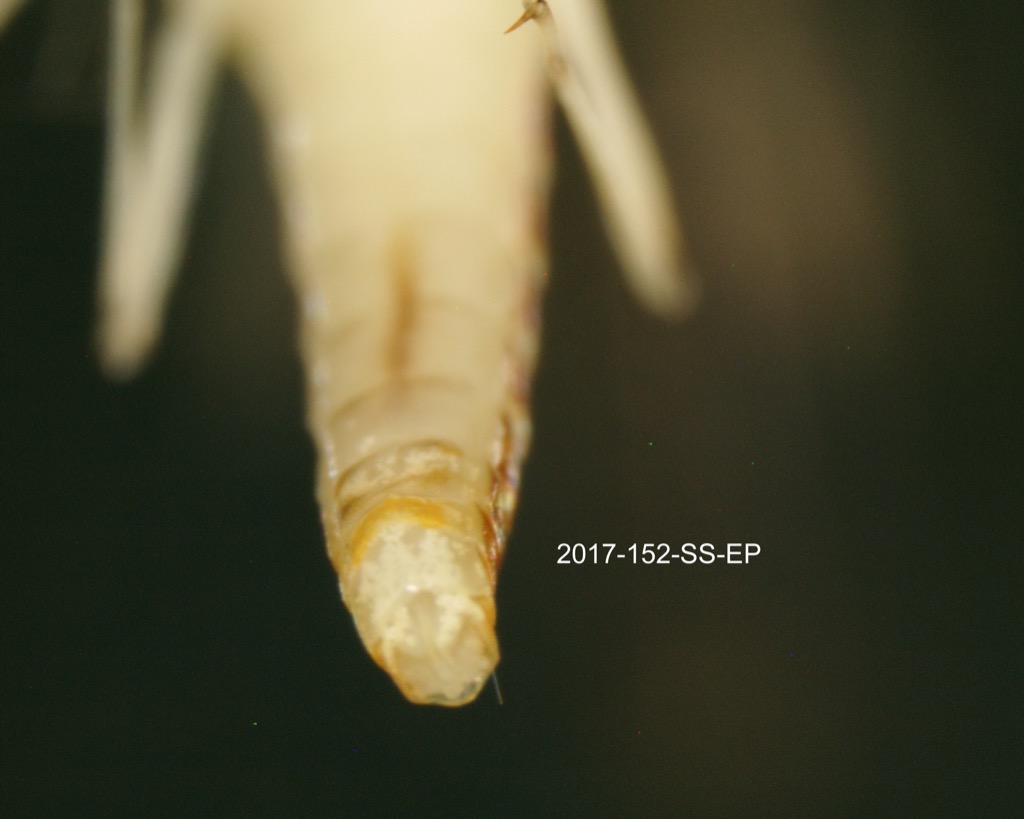 genitalia ventral