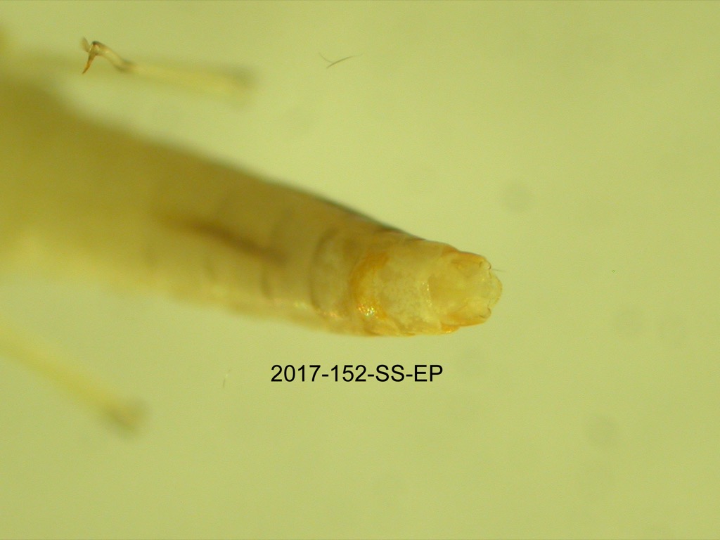 genitalia ventral