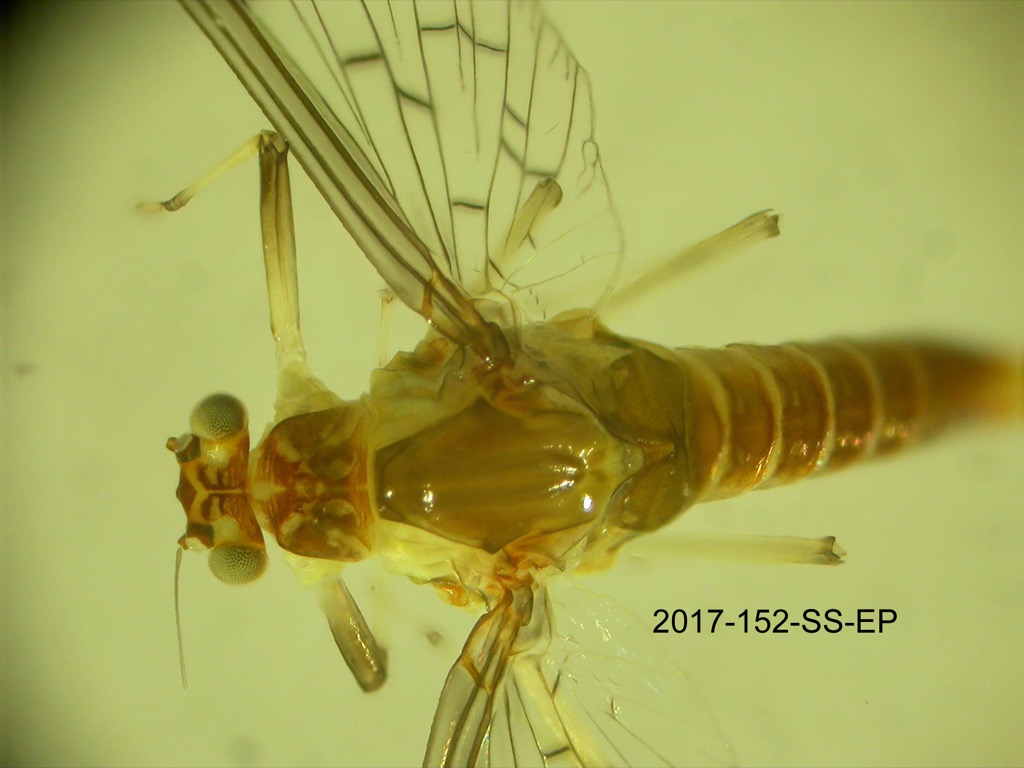 head and thorax dorsal
