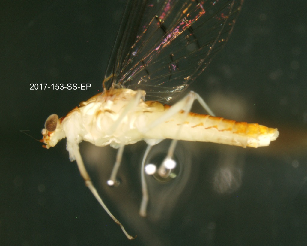 lateral