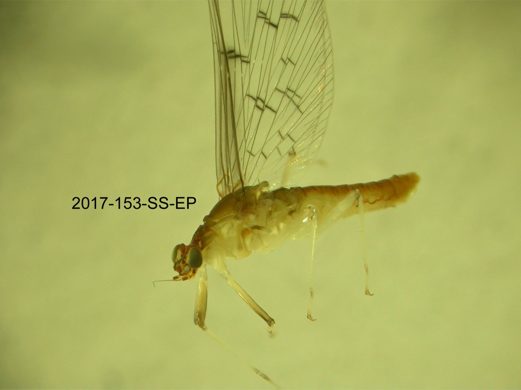 lateral
