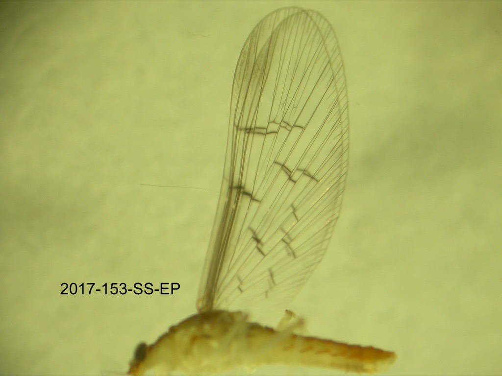 forewing