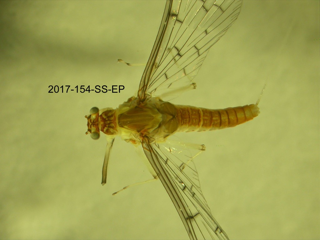 dorsal