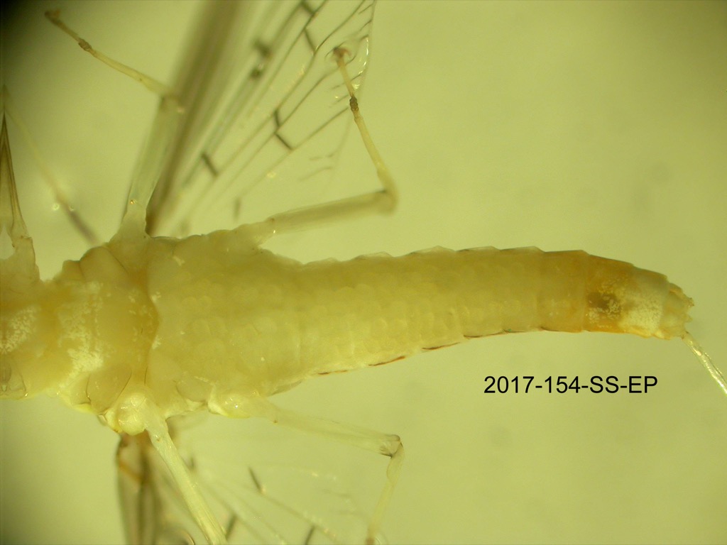 abdomen ventral