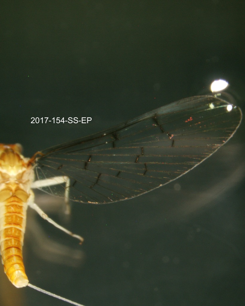 forewing