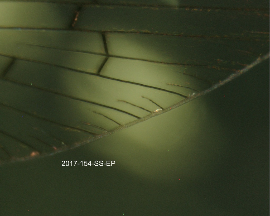 forewing