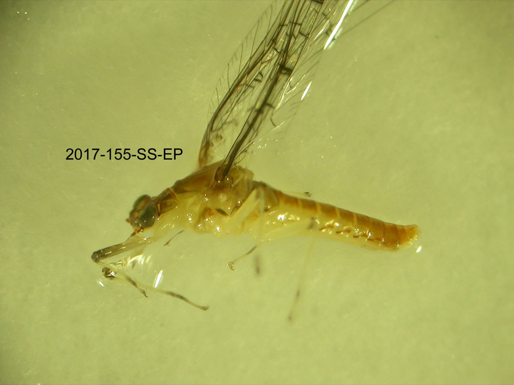 lateral