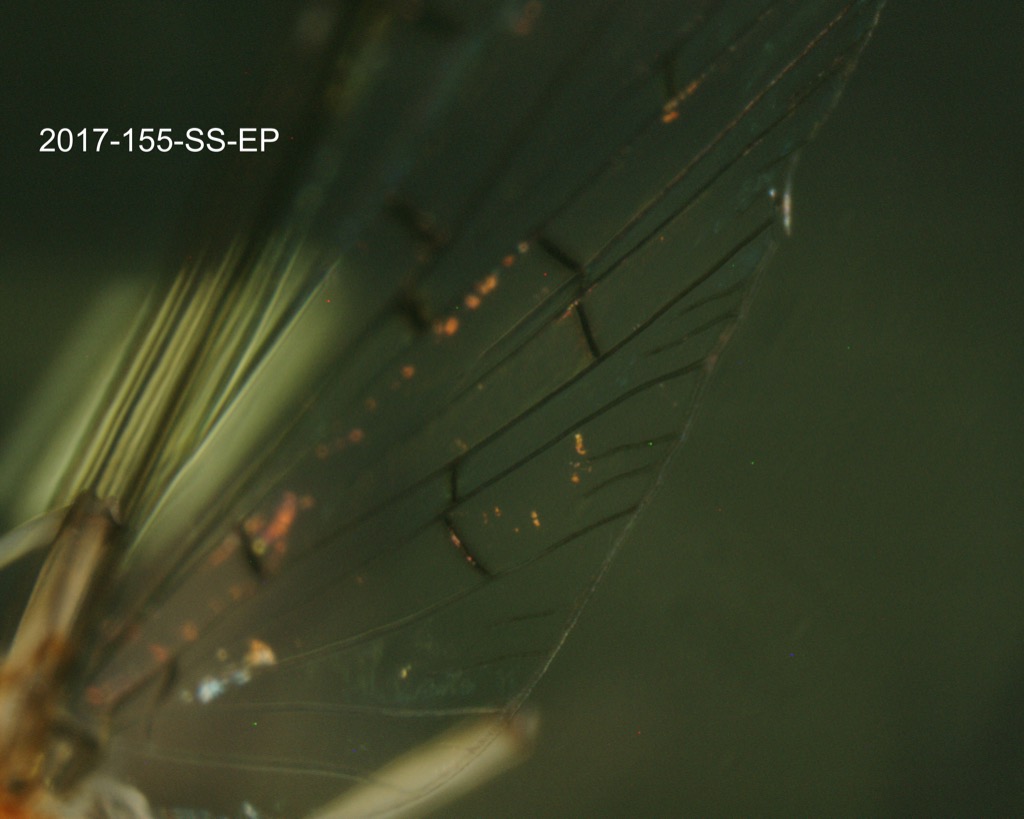 forewing