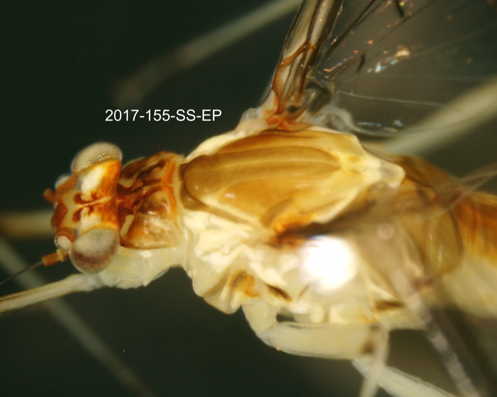 head and thorax dorsal