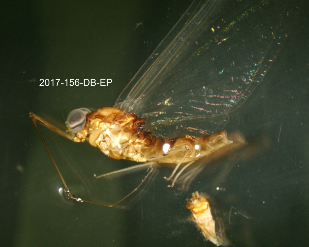 lateral