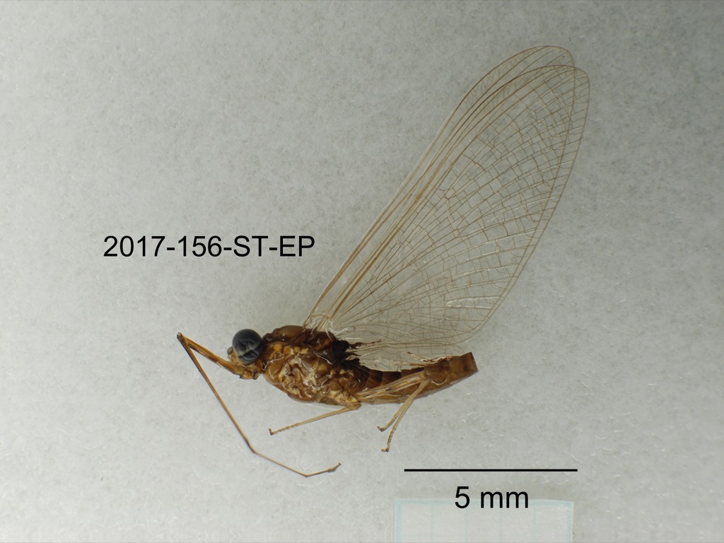 lateral