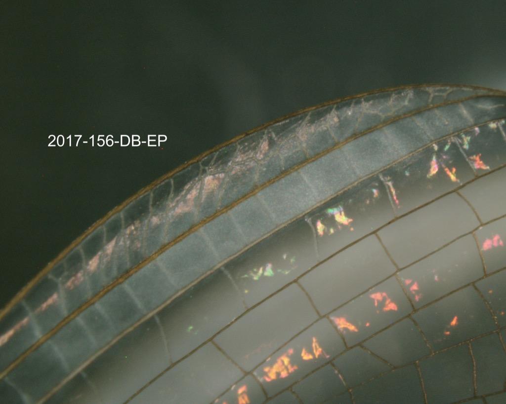 forewing (stigmatic area)