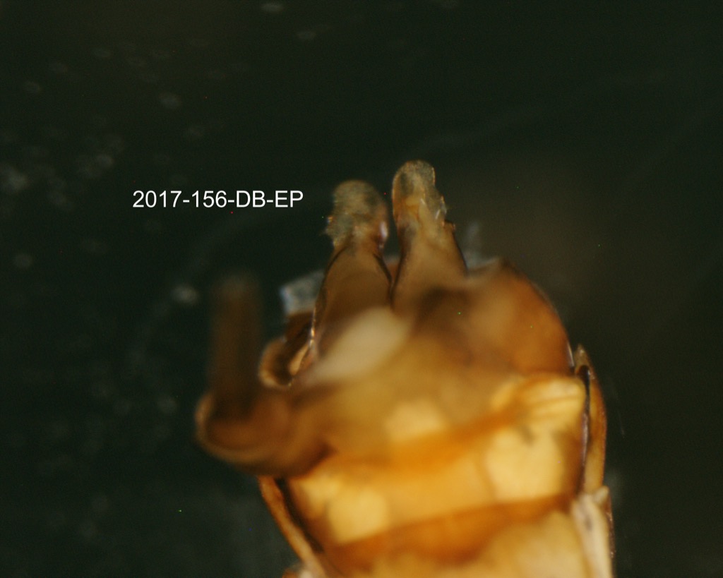 genitalia ventral