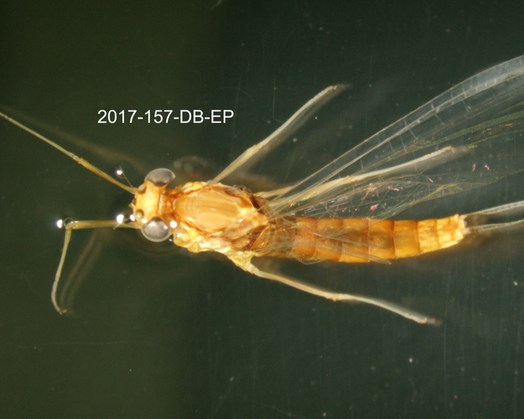 dorsal