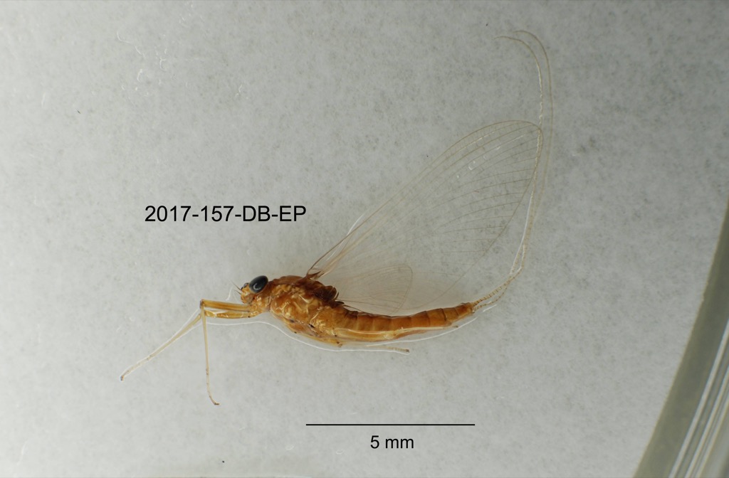 lateral