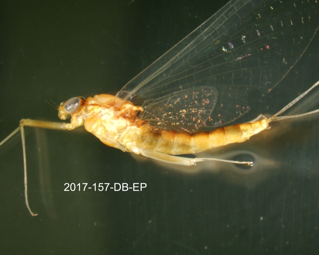 lateral
