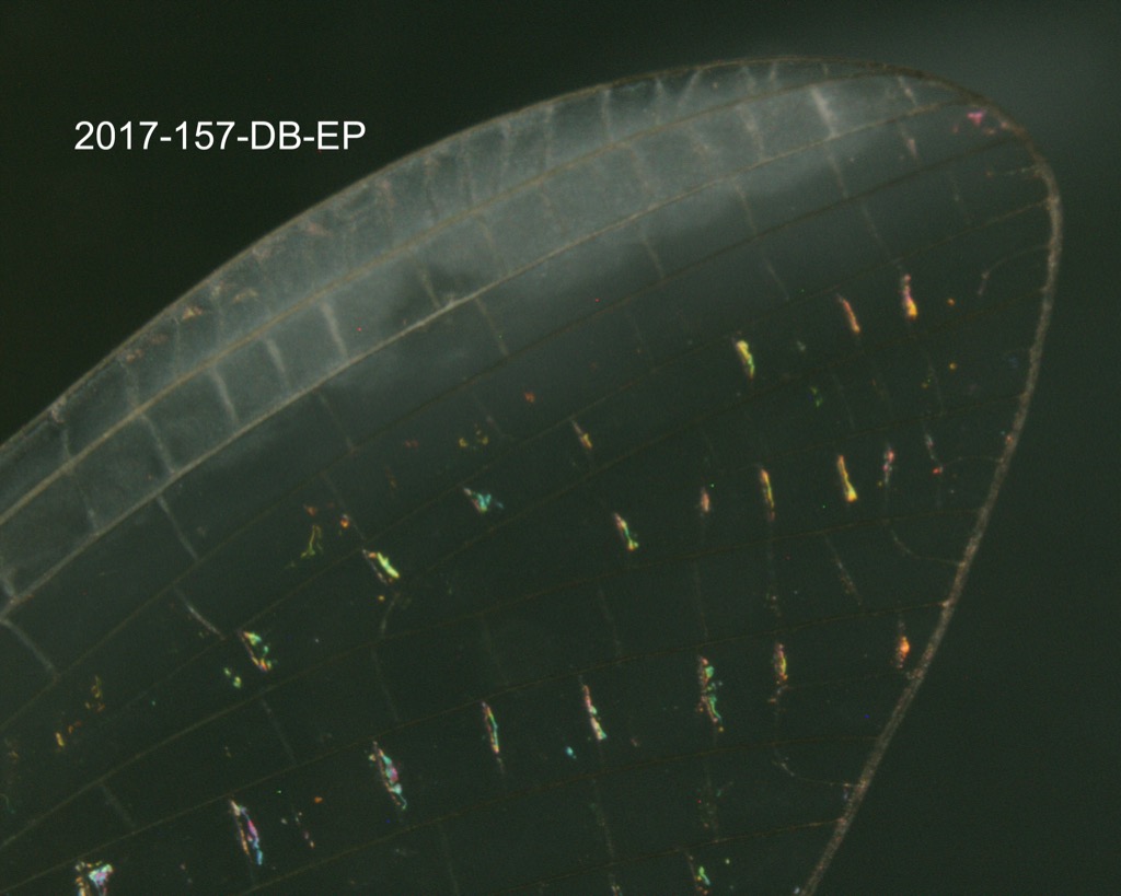 forewing (stigmatic area)