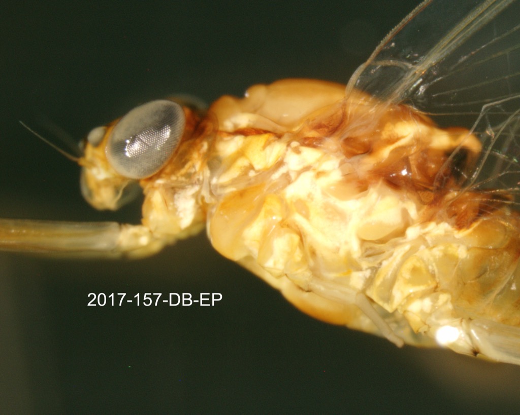 head and thorax lateral