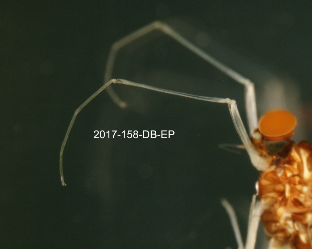 foreleg lateral