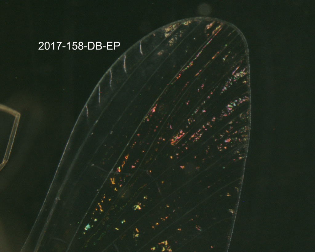 forewing