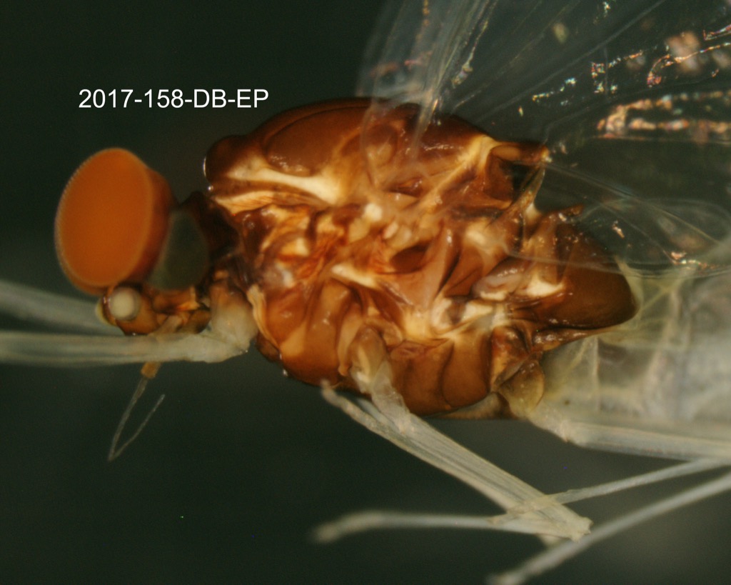 head and thorax lateral