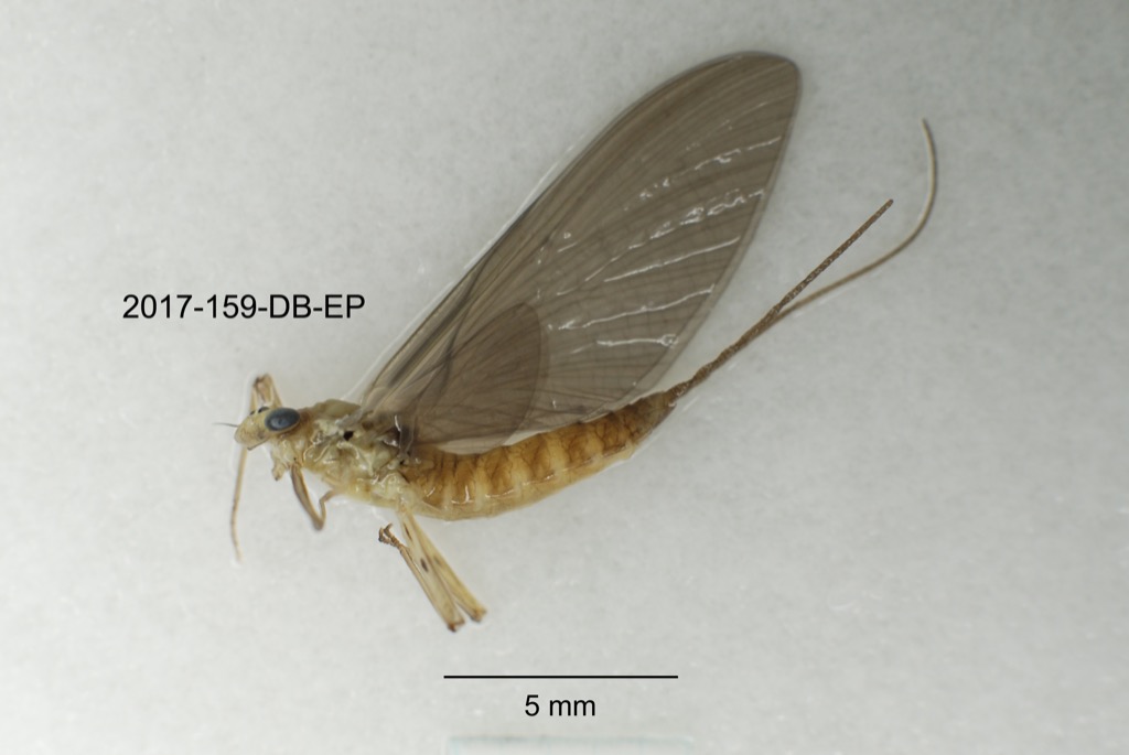 lateral